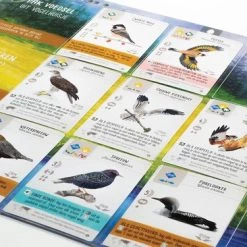 999 Games Wingspan Uitbreiding: Europa Bordspel -Bordspellen Verkoopwinkel 550x366 105